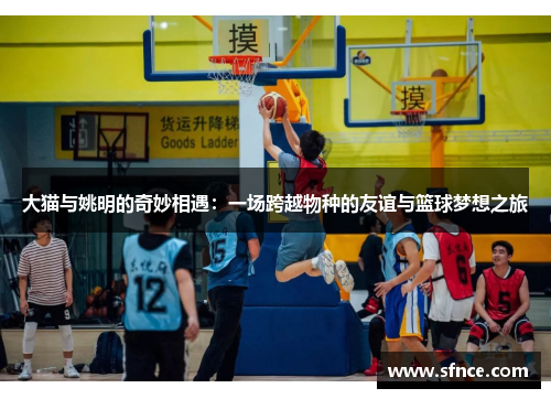 大猫与姚明的奇妙相遇：一场跨越物种的友谊与篮球梦想之旅